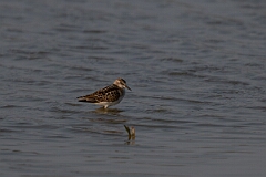 David Plant Photography - Wildlife Photography - Little stint - D