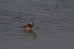 David Plant Photography - Wildlife Photography - Little stint - E