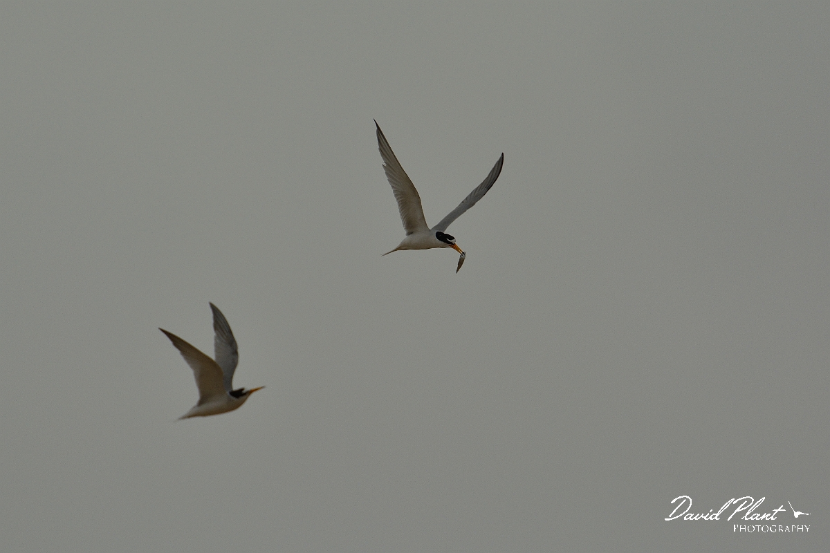 David Plant Photography - Wildlife Photography - Little tern - B.jpg - Little tern with food being chased - Norfolk