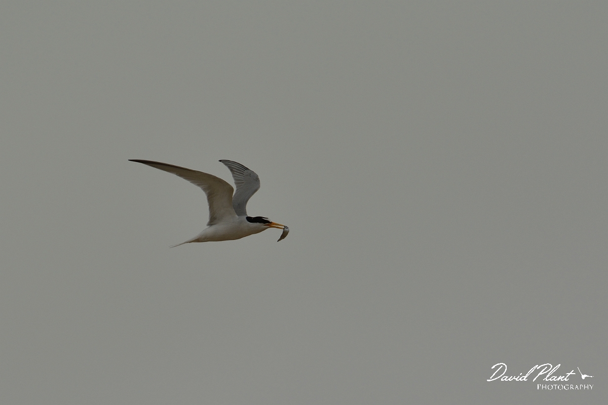 David Plant Photography - Wildlife Photography - Little tern - C.jpg - Little tern with food - Norfolk
