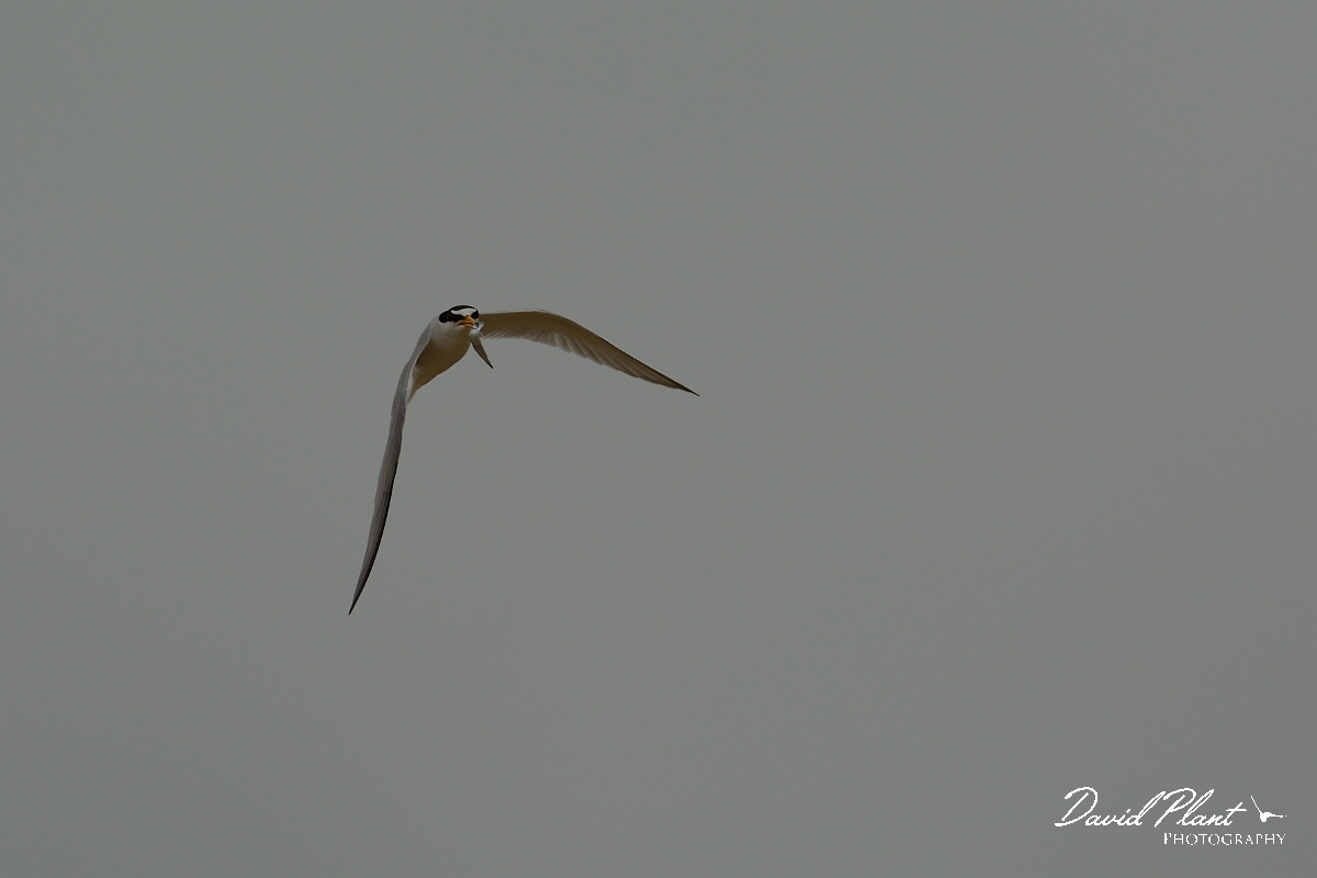 David Plant Photography - Wildlife Photography - Little tern - D.jpg - Little tern with food - Norfolk