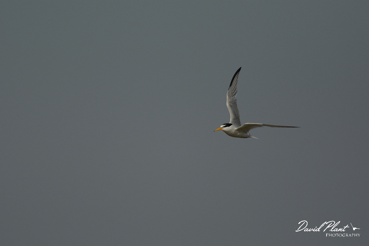 David Plant Photography - Wildlife Photography - Little tern - F.jpg - Little tern in flight - Suffolk