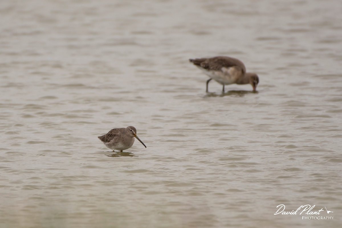 David Plant Photography - Wildlife Photography - Long-billed dowitcher - A.jpg - Long-billed dowitcher - Kent