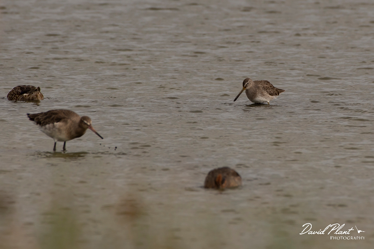 David Plant Photography - Wildlife Photography - Long-billed dowitcher - C.jpg - Long-billed dowitcher - Kent