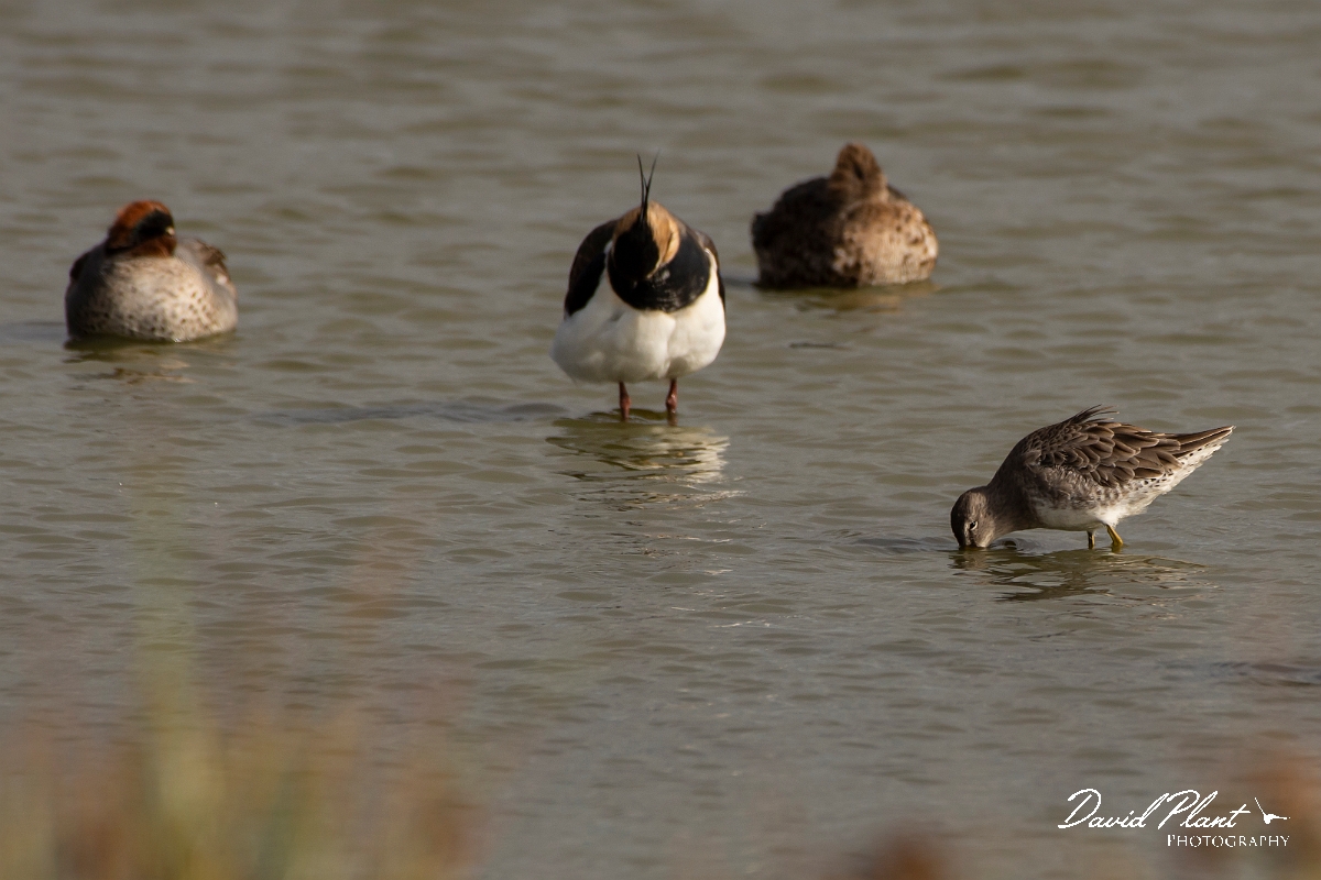 David Plant Photography - Wildlife Photography - Long-billed dowitcher - D.jpg - Long-billed dowitcher - Kent