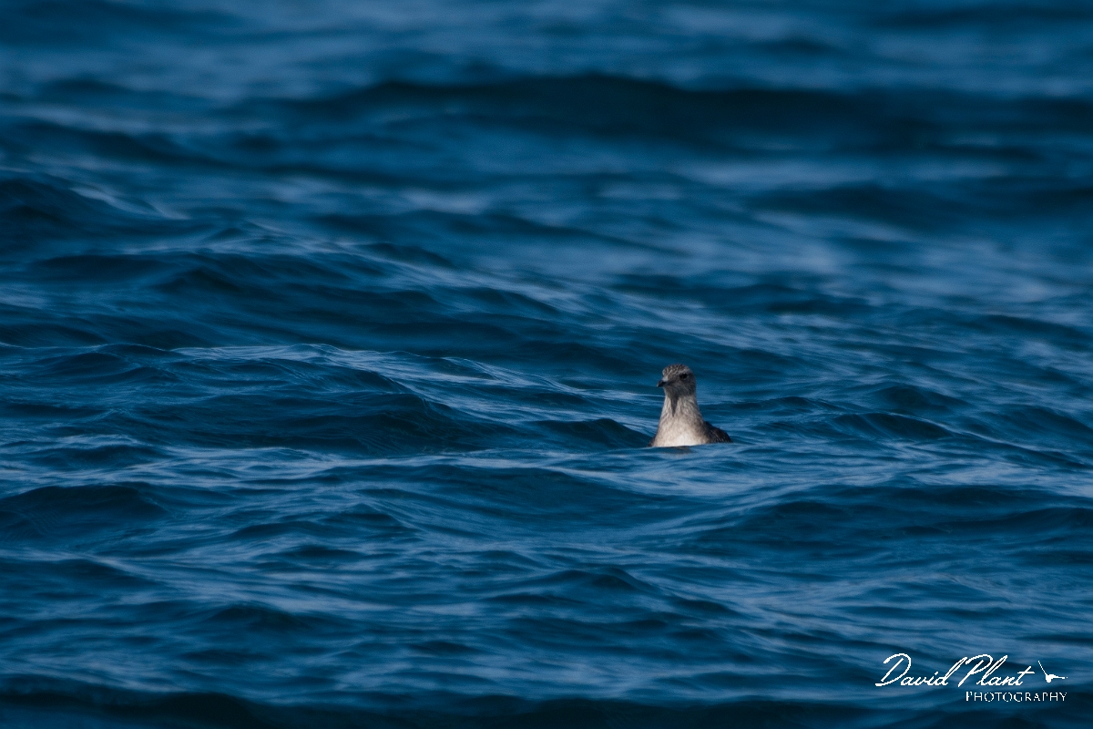 David Plant Photography - Wildlife Photography - Long-tailed skua - A.JPG - Long-tailed skua, juvenile on sea - Sea off Devon