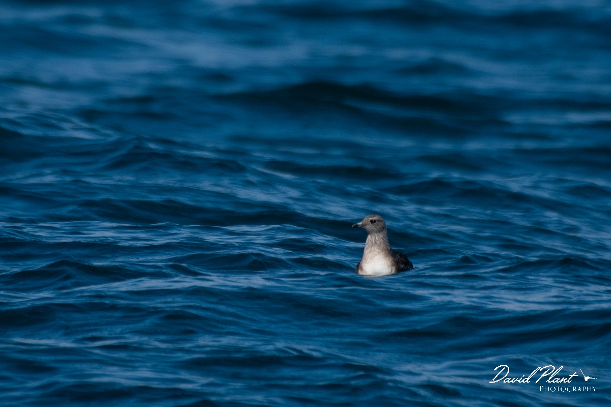 David Plant Photography - Wildlife Photography - Long-tailed skua - B.JPG - Long-tailed skua, juvenile on sea - Sea off Devon
