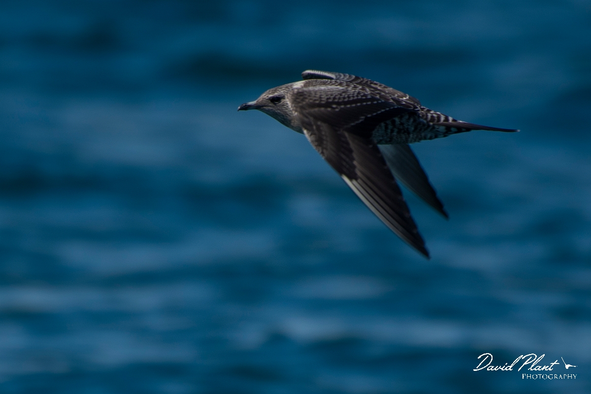 David Plant Photography - Wildlife Photography - Long-tailed skua - E.JPG - Long-tailed skua in flight - Sea off Devon