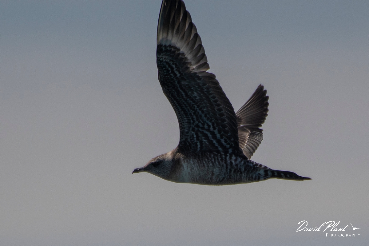 David Plant Photography - Wildlife Photography - Long-tailed skua - F.JPG - Long-tailed skua, juvenile in flight - Sea off Devon