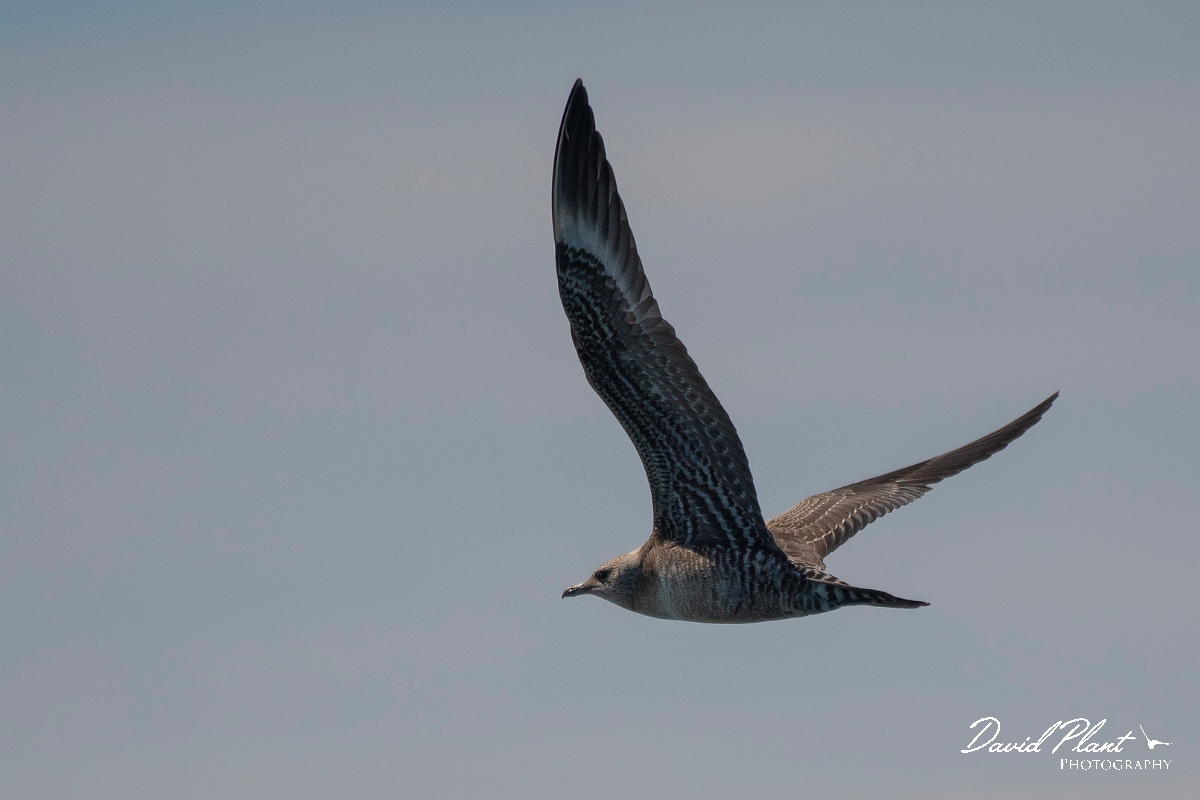 David Plant Photography - Wildlife Photography - Long-tailed skua - G.JPG - Long-tailed skua, juvenile in flight - Sea off Devon