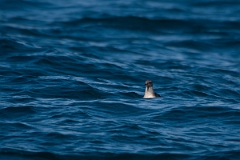 David Plant Photography - Wildlife Photography - Long-tailed skua - A