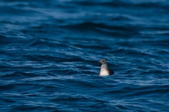 David Plant Photography - Wildlife Photography - Long-tailed skua - B