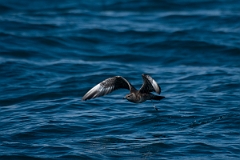 David Plant Photography - Wildlife Photography - Long-tailed skua - C
