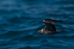 David Plant Photography - Wildlife Photography - Long-tailed skua - D