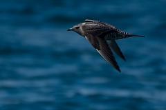 David Plant Photography - Wildlife Photography - Long-tailed skua - E