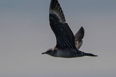 David Plant Photography - Wildlife Photography - Long-tailed skua - F