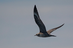 David Plant Photography - Wildlife Photography - Long-tailed skua - G
