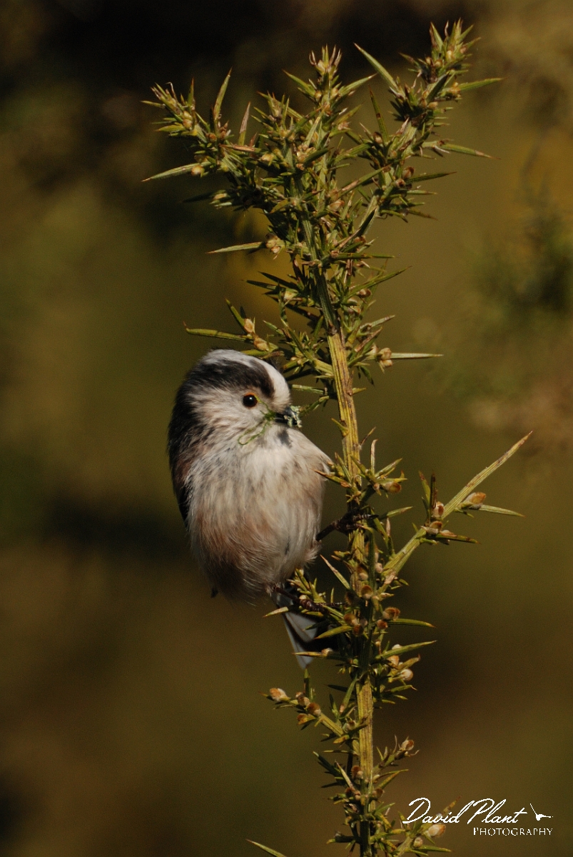 David Plant Photography - Wildlife Photography - Long-tailed tit - B.jpg - Long-tailed tit with nesting material - Norfolk