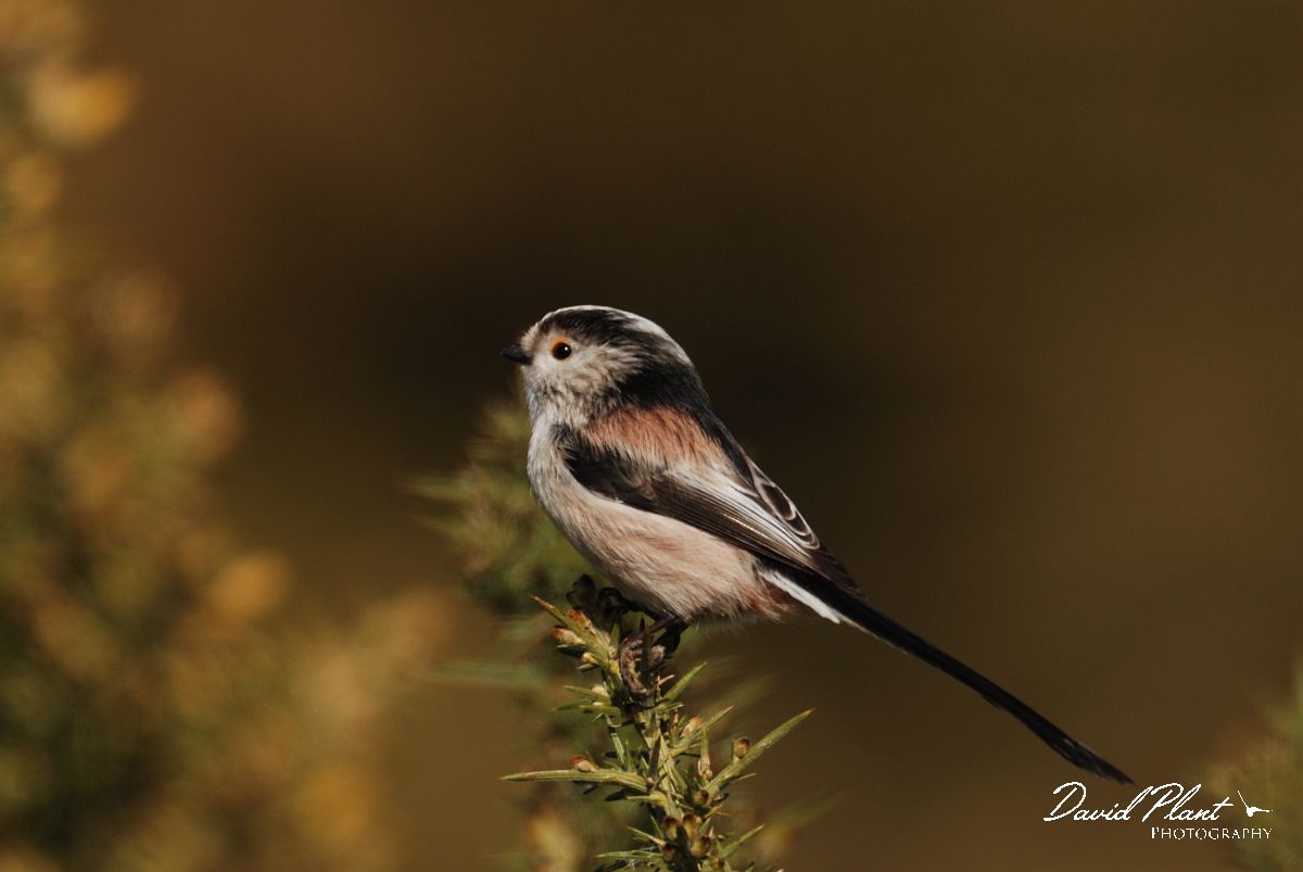 David Plant Photography - Wildlife Photography - Long-tailed tit - C.jpg - Long-tailed tit - Norfolk