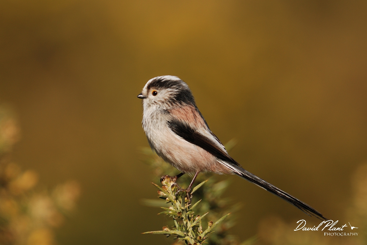 David Plant Photography - Wildlife Photography - Long-tailed tit - E.jpg - Long-tailed tit - Norfolk