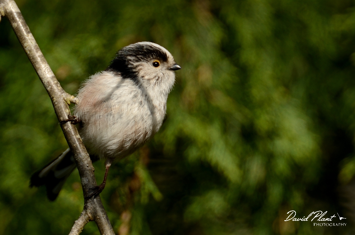 David Plant Photography - Wildlife Photography - Long-tailed tit - F.jpg - Long-tailed tit - Cotswolds