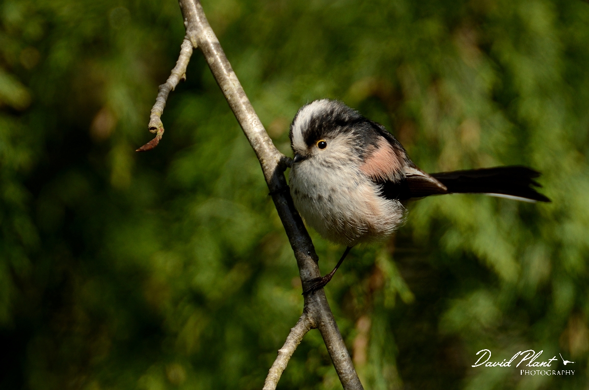David Plant Photography - Wildlife Photography - Long-tailed tit - G.jpg - Long-tailed tit - Cotswolds