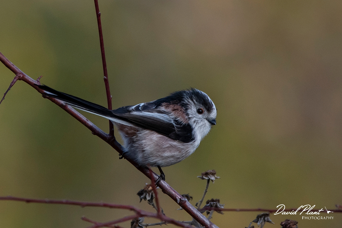 David Plant Photography - Wildlife Photography - Long-tailed tit - H.jpg - Long-tailed tit - Kent