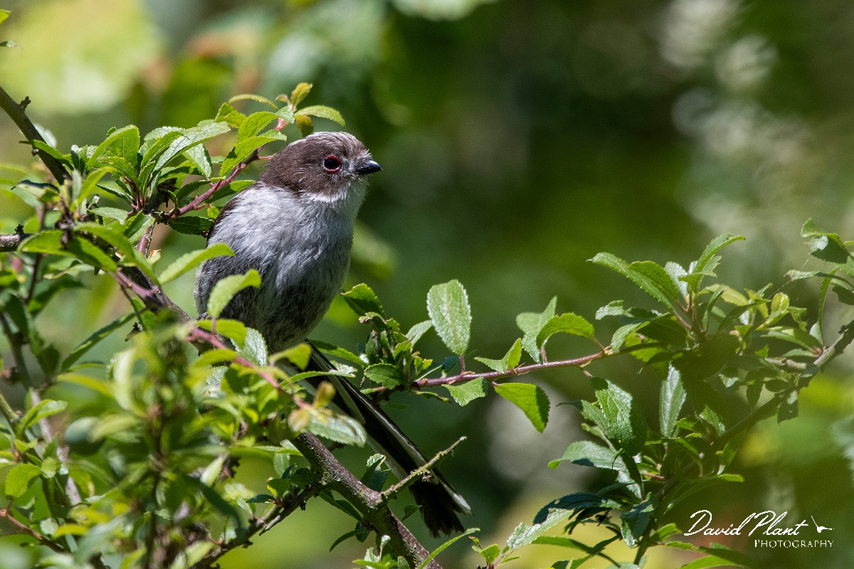 David Plant Photography - Wildlife Photography - Long-tailed tit - I.jpg - Long-tailed tit, juvenile - Kent