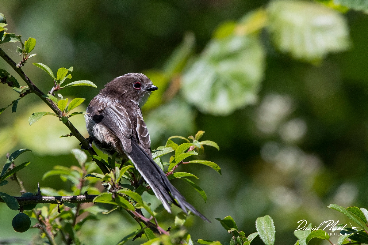David Plant Photography - Wildlife Photography - Long-tailed tit - J.jpg - Long-tailed tit, juvenile - Kent