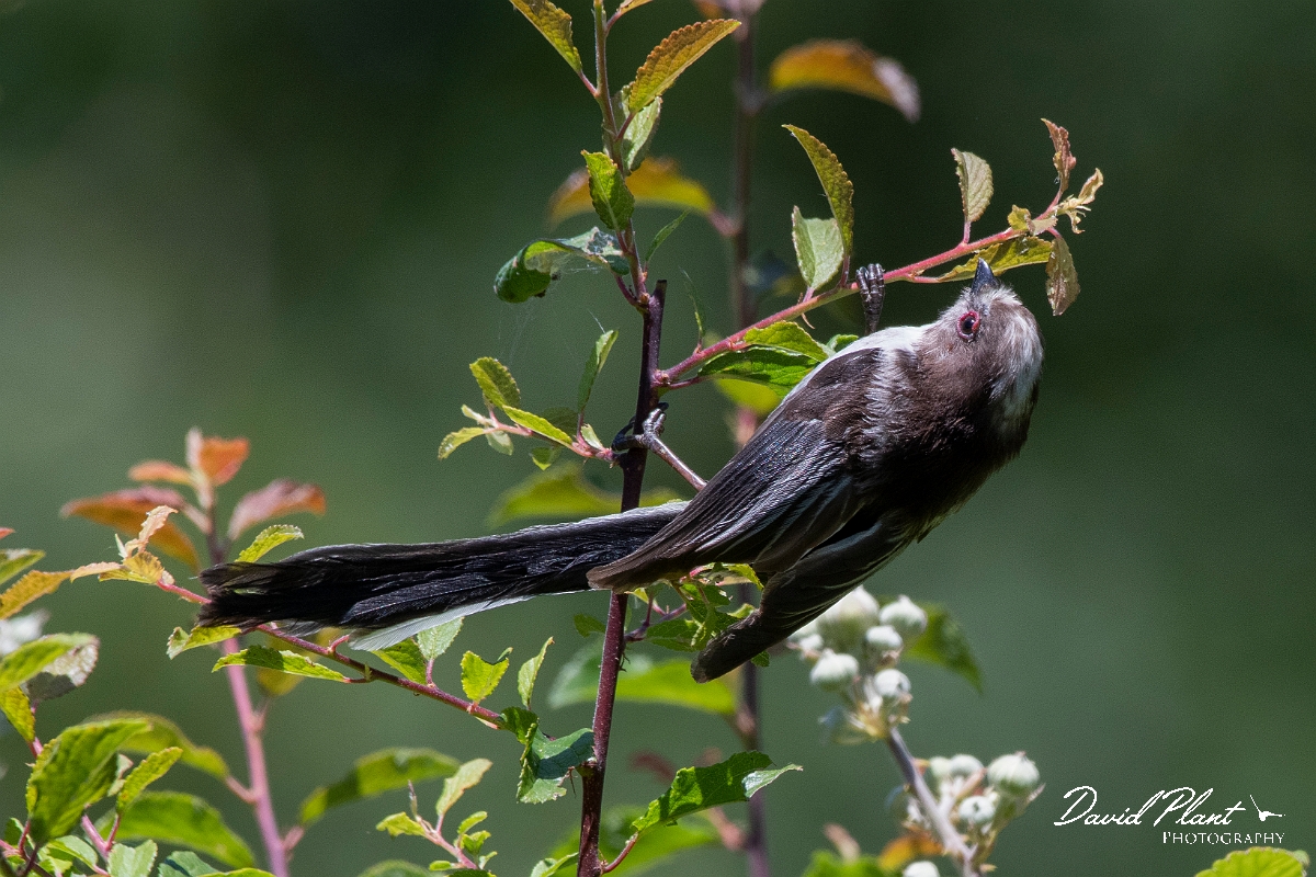 David Plant Photography - Wildlife Photography - Long-tailed tit - L.jpg - Long-tailed tit, juvenile - Kent