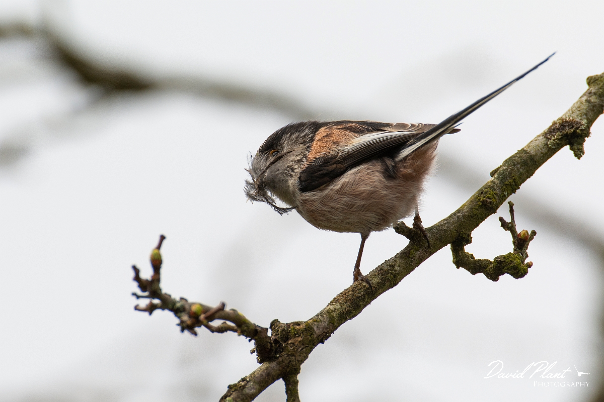 David Plant Photography - Wildlife Photography - Long-tailed tit - M.jpg - Long-tailed tit - Cotswolds