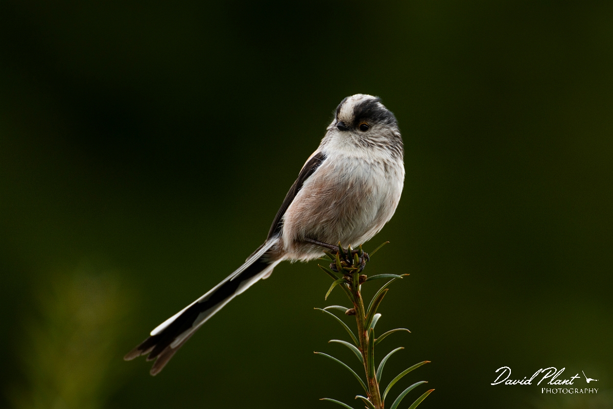David Plant Photography - Wildlife Photography - Long-tailed tit - O.jpg - Long-tailed tit - Cotswolds