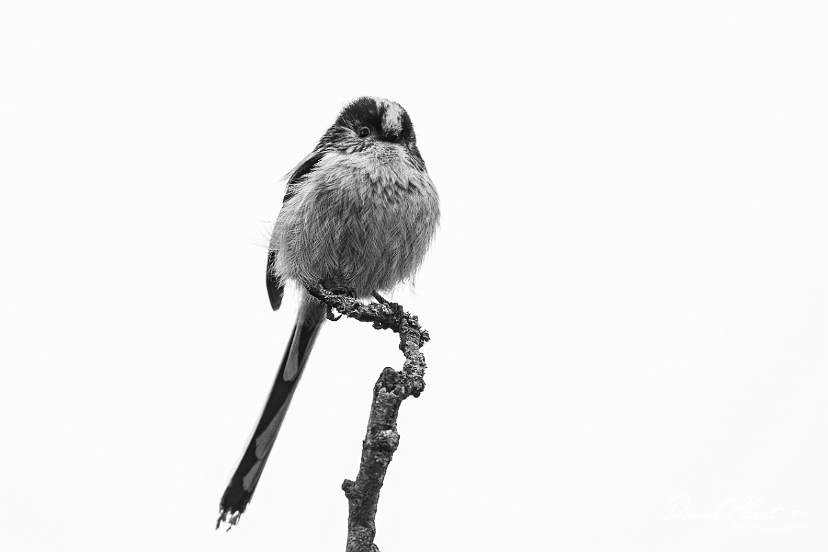 David Plant Photography - Wildlife Photography - Long-tailed tit - P.jpg - Long-tailed tit - Cotswolds