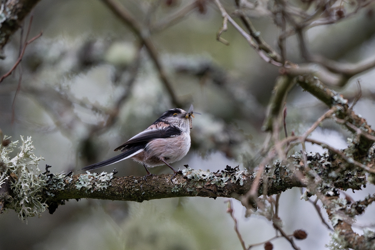 David Plant Photography - Wildlife Photography - Long-tailed tit - Q.jpg - Long-tailed tit - Highland