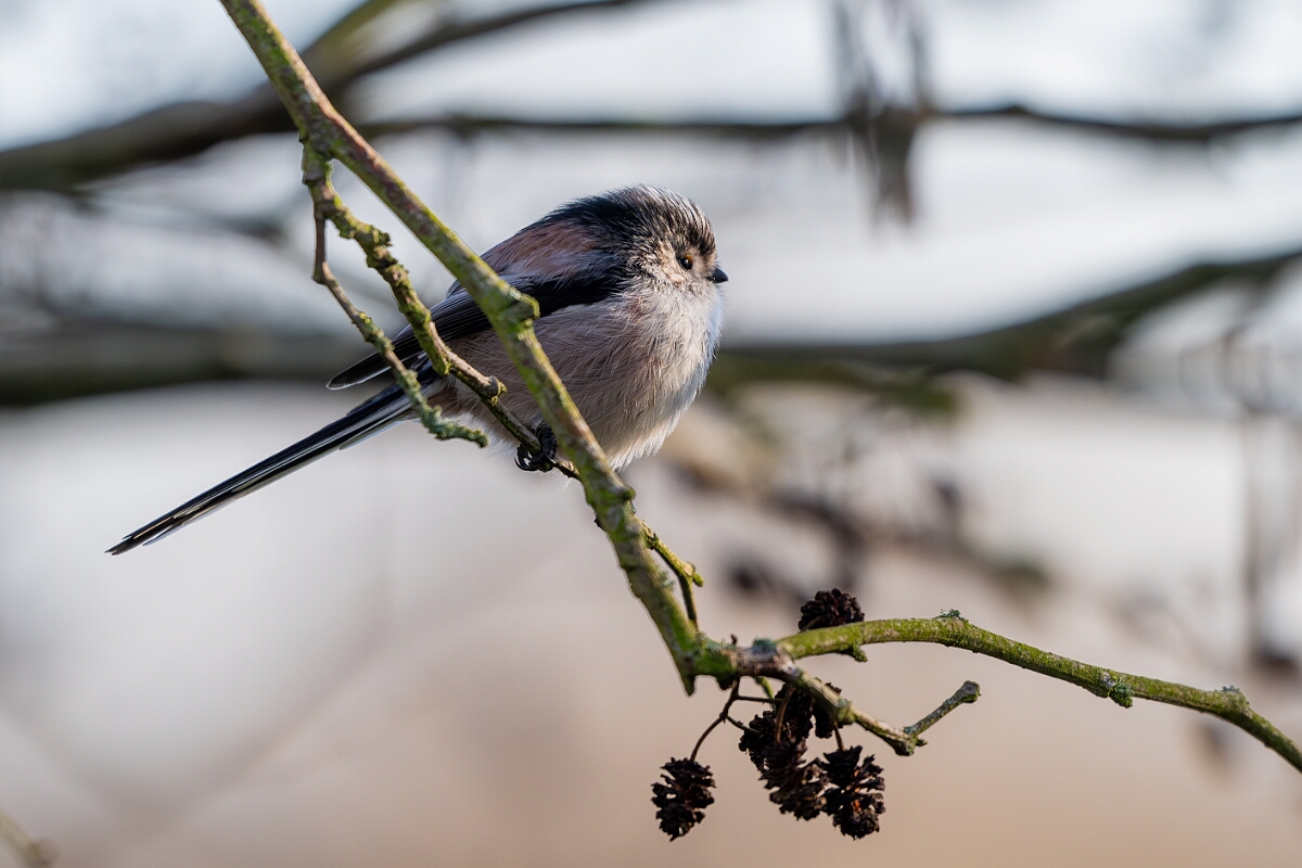 David Plant Photography - Wildlife Photography - Long-tailed tit - R.jpg - Long-tailed tit - Gloucestershire