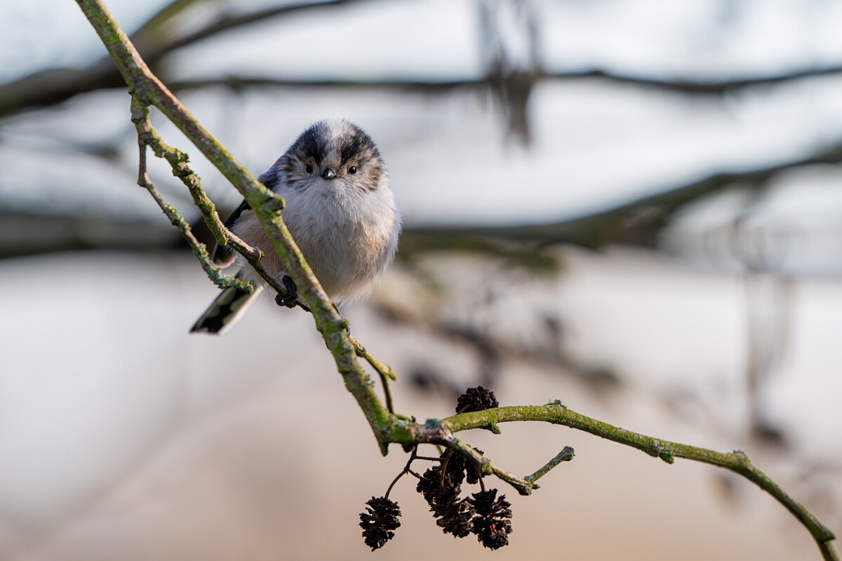 David Plant Photography - Wildlife Photography - Long-tailed tit - S.jpg - Long-tailed tit - Gloucestershire