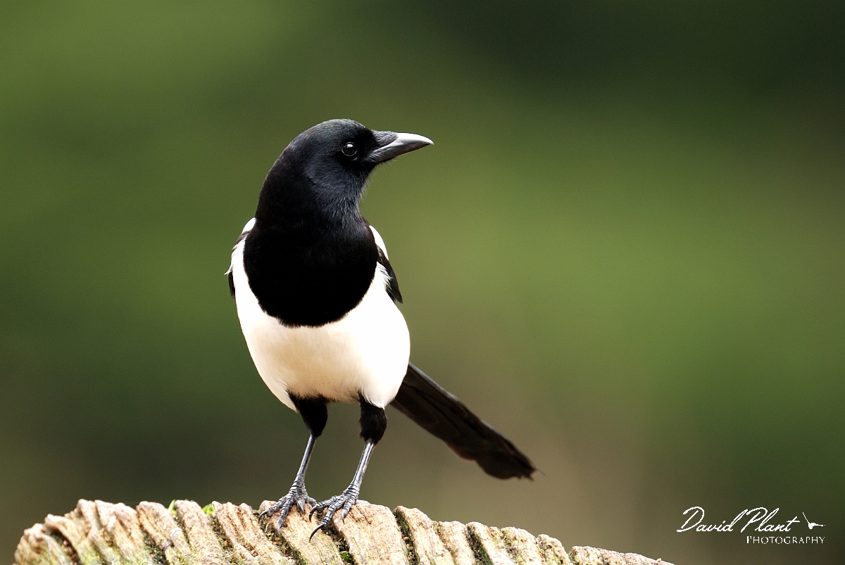 David Plant Photography - Wildlife Photography - Magpie - A.jpg - Magpie - Forest of Dean