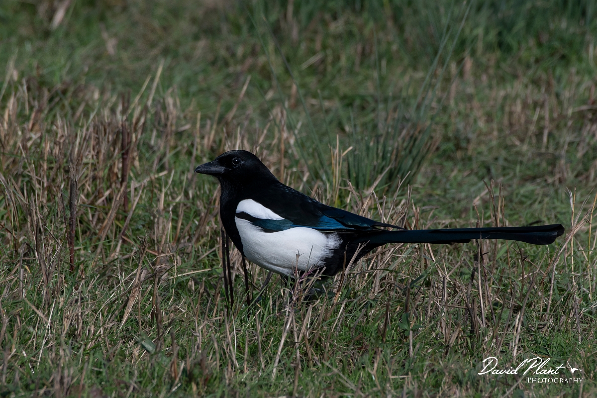 David Plant Photography - Wildlife Photography - Magpie - C.jpg - Magpie - Essex