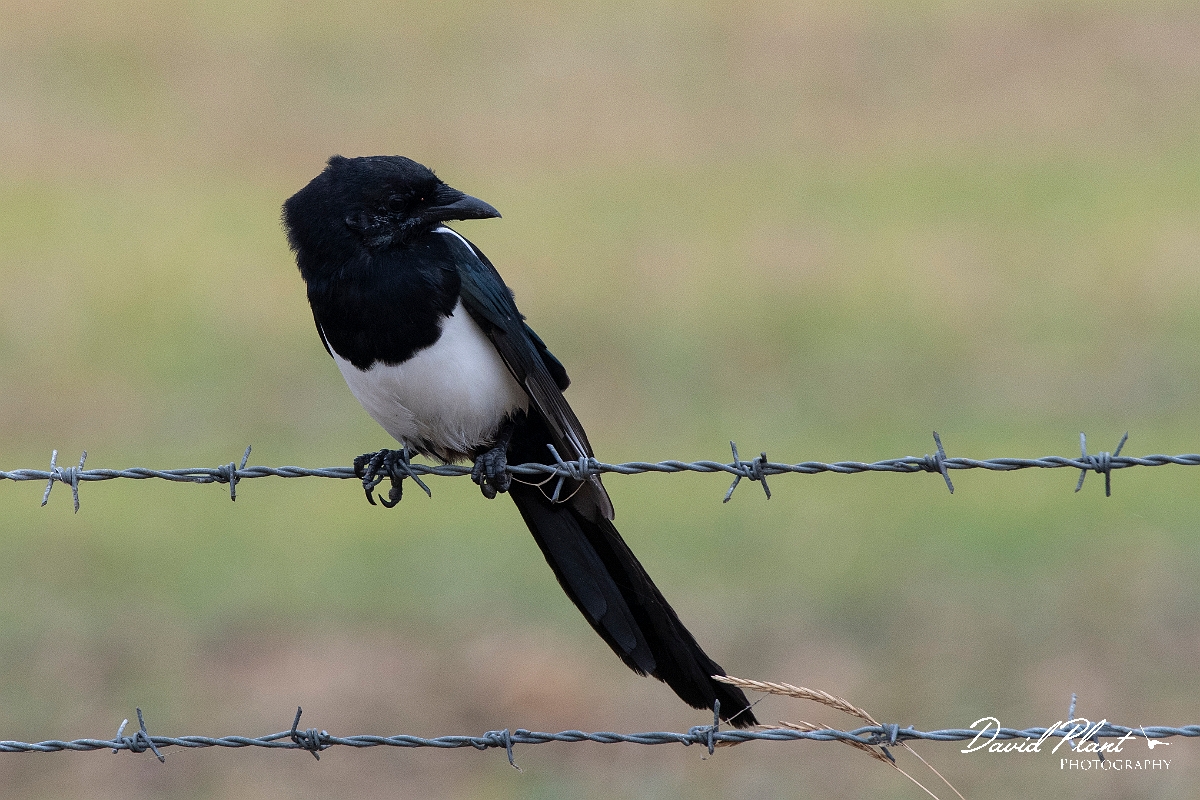 David Plant Photography - Wildlife Photography - Magpie - D.jpg - Magpie - Kent
