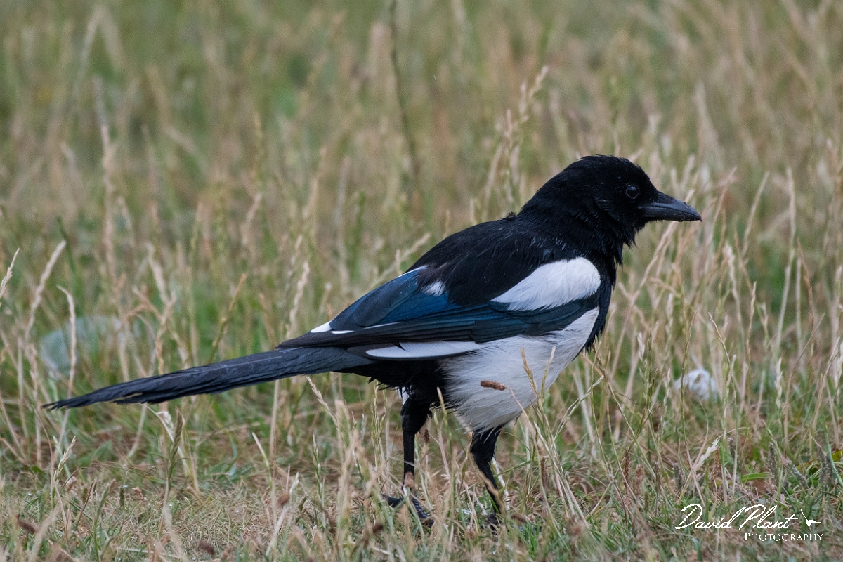 David Plant Photography - Wildlife Photography - Magpie - E.JPG - Magpie - Bridgend