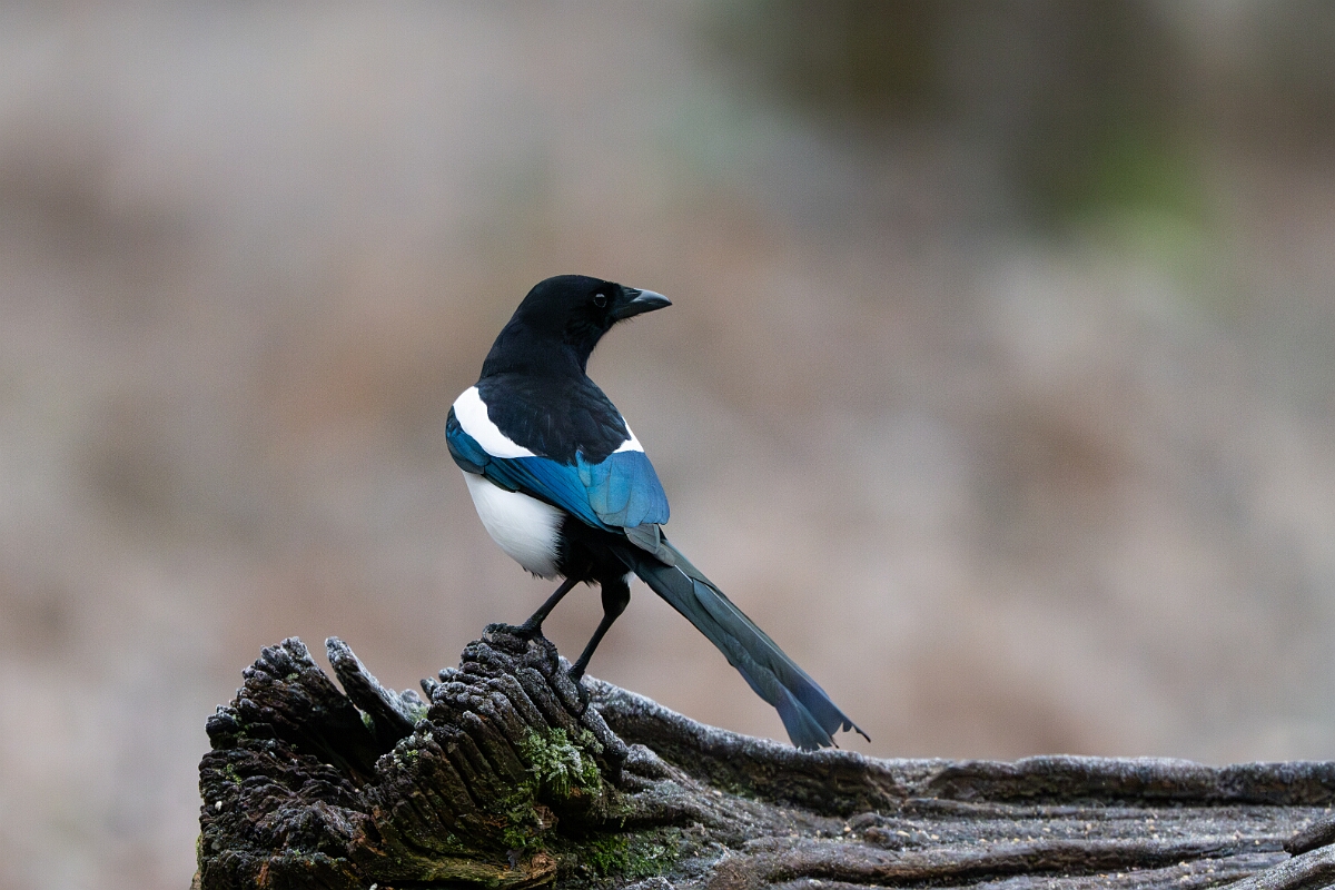 David Plant Photography - Wildlife Photography - Magpie - G.jpg - Magpie - Gloucestershire