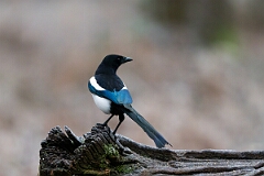 David Plant Photography - Wildlife Photography - Magpie - G