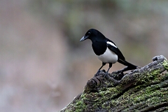 David Plant Photography - Wildlife Photography - Magpie - H