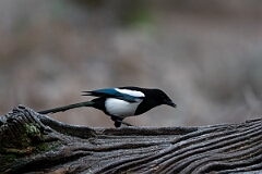 David Plant Photography - Wildlife Photography - Magpie - I