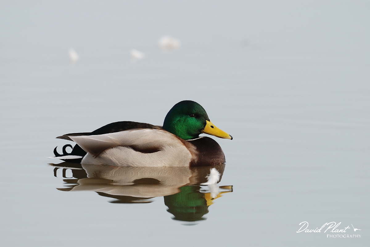 David Plant Photography - Wildlife Photographer - Mallard male - A.jpg - Mallard, male - Slimbridge