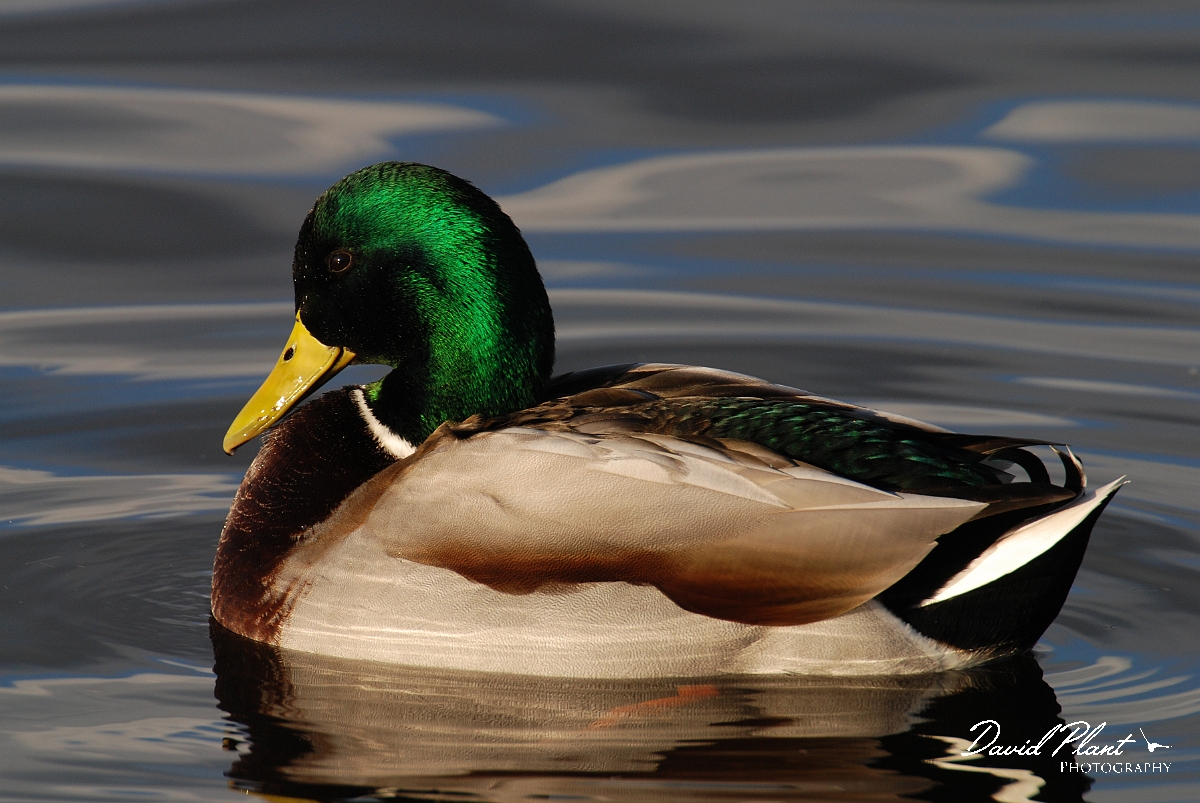 David Plant Photography - Wildlife Photographer - Mallard male - H.jpg - Mallard drake in the sunshine - Cambridgeshire