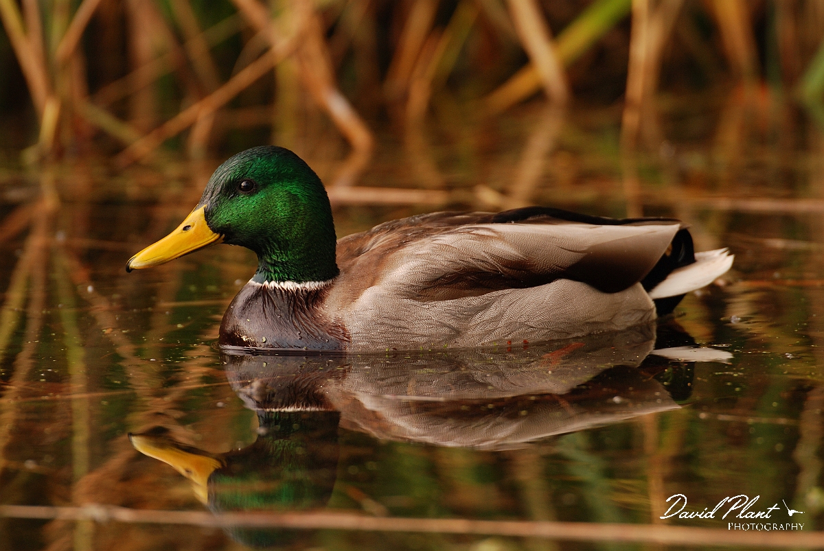 David Plant Photography - Wildlife Photographer - Mallard male - J.jpg - Mallard male - Cambridgeshire