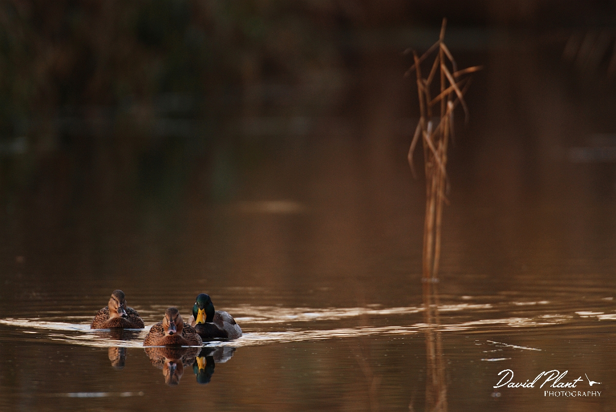 David Plant Photography - Wildlife Photographer - Mallard threesome - I.jpg - Mallard male and females with reeds - Cambridgeshire