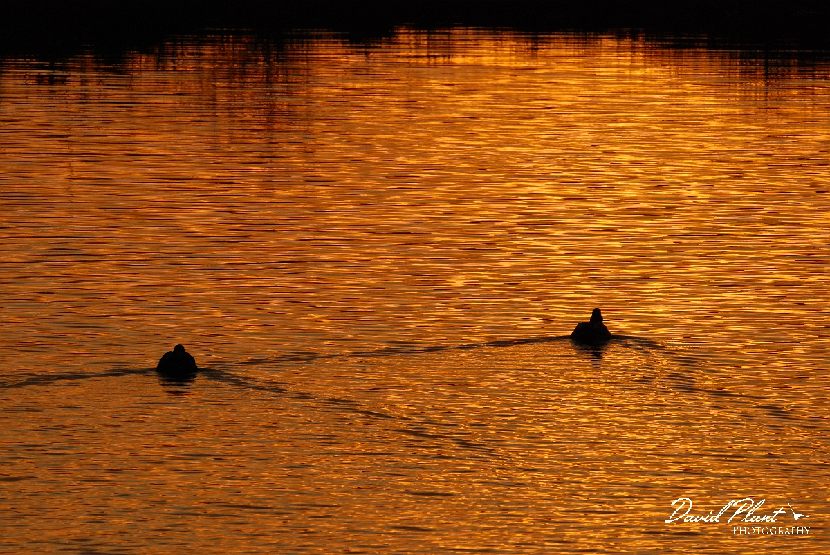 David Plant Photography - Wildlife Photographer - Mallards at sunset - E.JPG - Mallard at sunset - Cambridgeshire