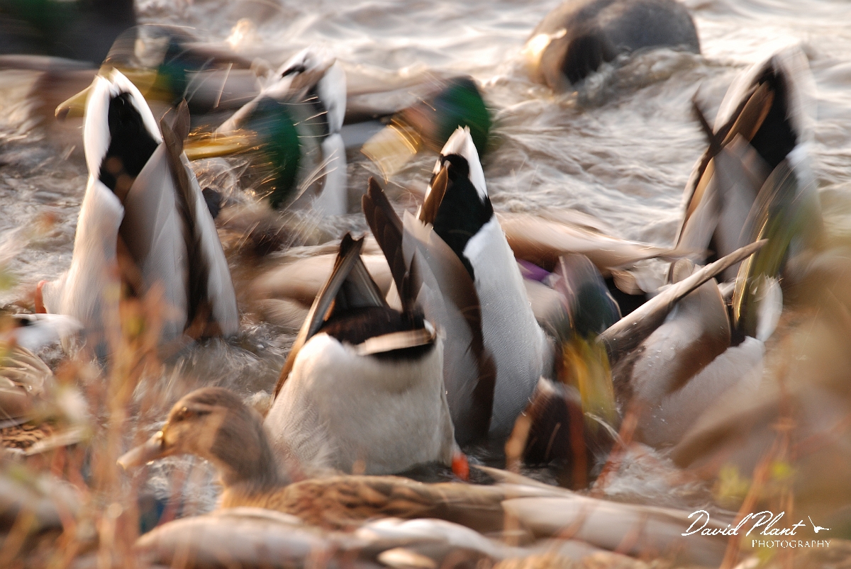 David Plant Photography - Wildlife Photographer - Mallards feeding - L.JPG - Mallard feeding frenzy - Welney